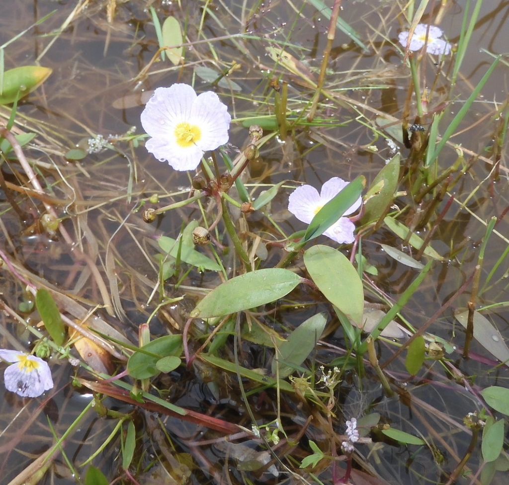 Baldellia ranunculoides